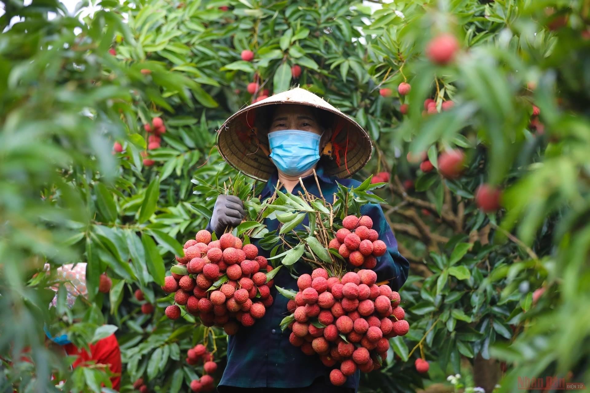 Lục Ngạn chuẩn bị cho du lịch mùa vải thiều chín