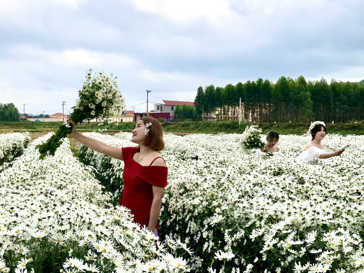 Bắc Giang: Hút hồn vẻ đẹp vườn cúc họa mi trắng như tuyết ở Cương Sơn, Lục Nam